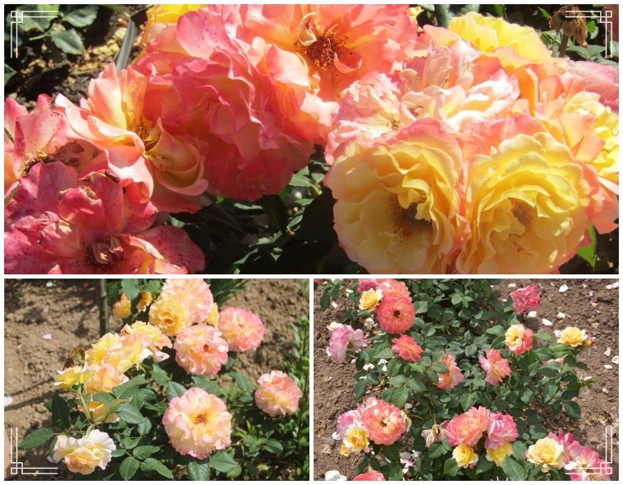 Aquarell róża wielkokwiatowa